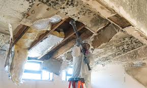 Best Mold Damage Restoration  in Pinecrest, FL